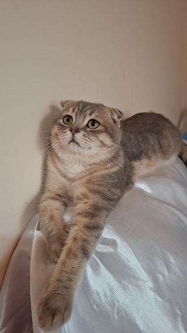 pisik cut: Şotland, Erkək, Cütləşmə üçün, Ödənişli çatdırılma — 3