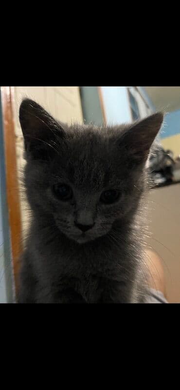 siam pişiyi qiyməti: Yaxşı əllərə — 1