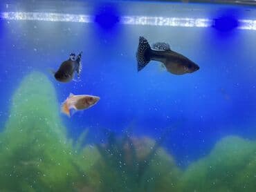 Бусы: Гуппи, Мирные, Платная доставка — 2