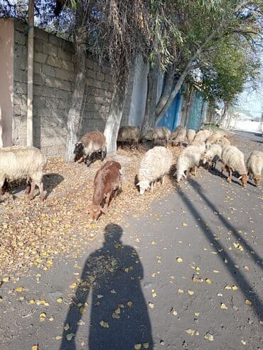 qoyun yanıbala: Dişi, Qala, il: 1, 50 kq, Damazlıq, Ünvandan götürmə — 1