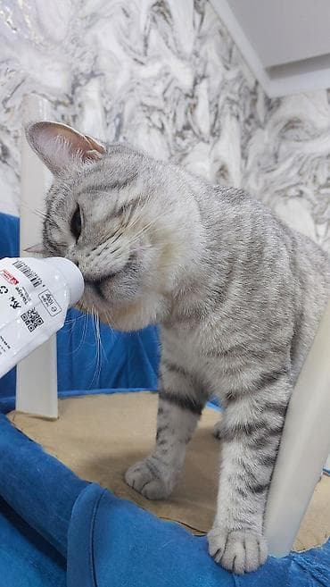 Heyvanlar üçün mallar: Şinşilla, Erkək, Yaxşı əllərə, Ödənişli çatdırılma — 1