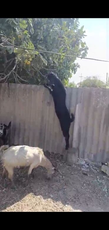 kreditle heyvan satisi: Erkək, Hələb, il: 1, 47 kq, Damazlıq, Ödənişli çatdırılma — 4