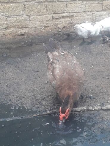 3 toyuq 3 gune 3 yumurta: Xoruzlar 50 manat Fereler 30 manat.Lavanda ordeyleri — 10