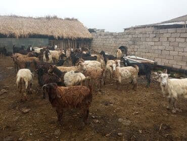 cucə yem qabı: Keçilər satilir — 3