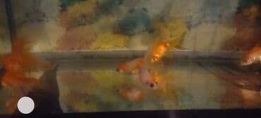 syomqa baliq: Akvaryum üçün dekorativ balıqlar – qızılbalıq növləri - Növ — 4