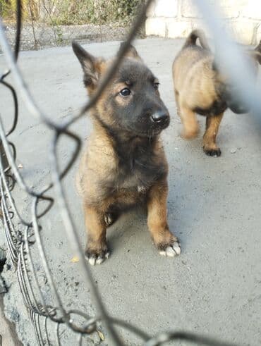 en gozel itler: Belçika çoban iti, Ödənişli çatdırılma — 2