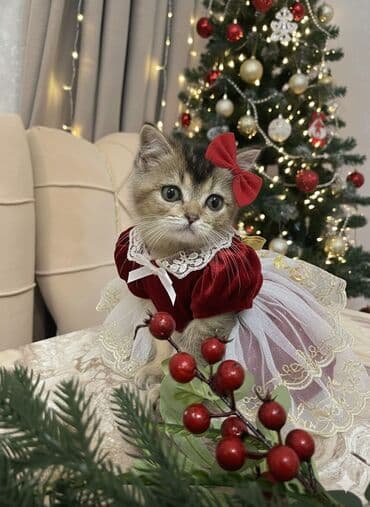 heyvan barınağı: Britan — 1