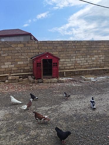 xaski şəkilləri: Qırmızı taxta quşxana / göyərçin yuvası - Material: möhkəm taxta — 2