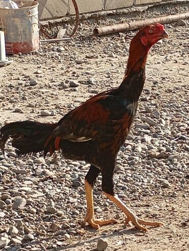 Inəklər, öküzlər: Cins: Uzunboyun yerli döyüş tipli xoruz Rəng: Qara-qırmızı qarışıq — 1