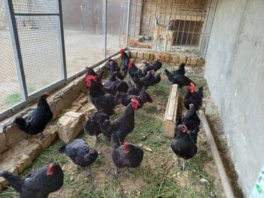 sort toyuq: Toyuq, Australorp, Damazlıq, Ünvandan götürmə, Ödənişli çatdırılma, Rayonlara çatdırılma — 5