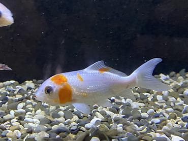 oranda balığı: Salam 3 ədəd saqlam koi satılır ölçüləri qara sarı olan yandıran boyda — 1