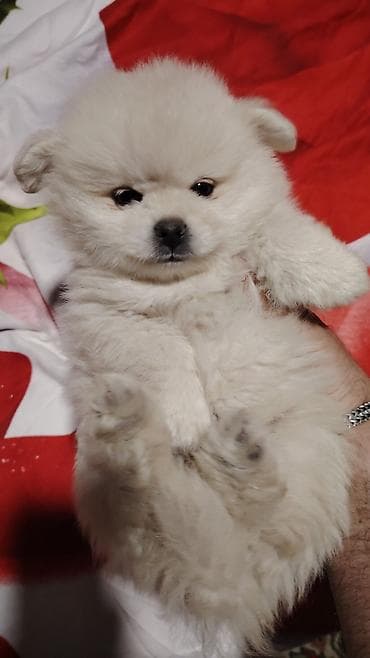 ev itlerinin satisi: Şpitz, Peyvəndli — 4