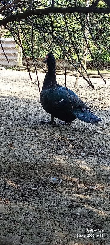 mandarin ördək: Erkək, | Lal ördək, Ətlik — 4