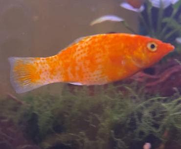 Molinezi, Sülhsevər — 1