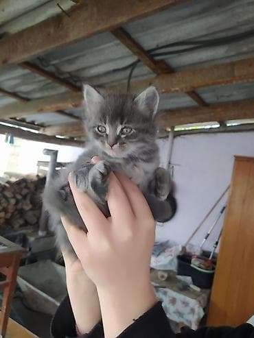 itlerin satisi ve qiymetleri: Yaxşı əllərə — 6