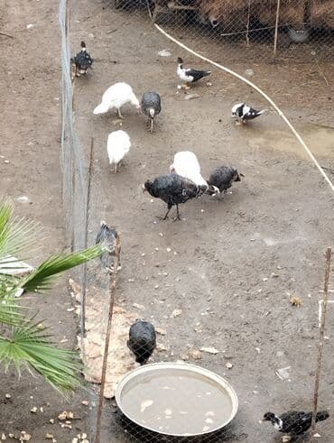 qoyun qiyməti 2025: Hinduşka və ördəklər – qarışıq ev quşları - Növ: hinduşka (ağ və qara — 2