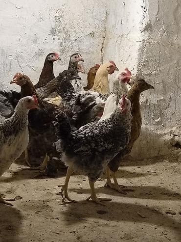 Kend Çolpaları Tecili Evde Remont Gedir Deyir Leğv Edirem.Bütün