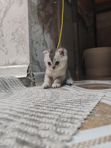 pişiyler: Şotland yastı qulaq — 5