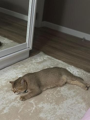 Pişiklər: Qızıl şinşilla — 2