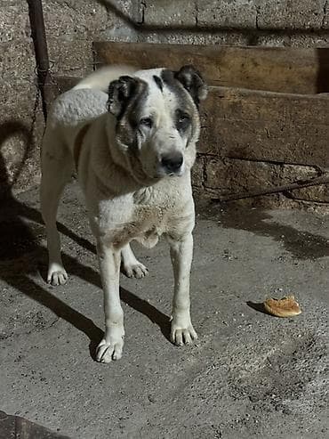 ev iti cinsleri: Alabay, Erkek — 3