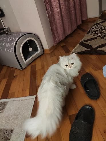 ucuz pişik: Şinşilla, Dişi — 3