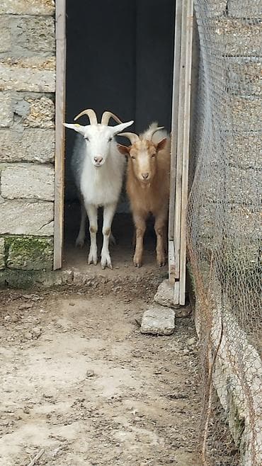 Gəmiricilər: Dişi, Zanen, il: 2, Damazlıq, Südlük, Ətlik, Ünvandan götürmə — 1