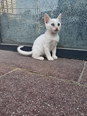 itlerin qiymeti ucuz: Anqor təcili olduğu üçün bu qiymətdir.qiymət sondur.bir gözü mavi bir — 1