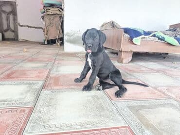 barter itle: Кане-корсо, 2 месяца, Самка, С прививками, Платная доставка — 1