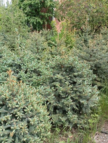 dibcək gulləri ev gulleri ve adlari: Hərkəsə salam😀 Quba ərazisində krimlovski şam ağaclarının topdan və — 12