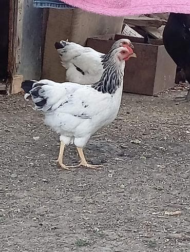 qizil qus: Tam sağlam saf qan serebirstder vaksinleri vurlub 5ayliqdirlar( — 1