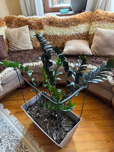 nəzər gülünə qulluq: Zamioculcas zamiifolia (Zanzibar daşı) bitkisi ilə hər məkana təbiət — 2