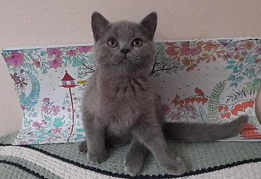 britain pisik: Britan və Skoç balaları - Cins: British Shorthair və Scottish Fold - — 3