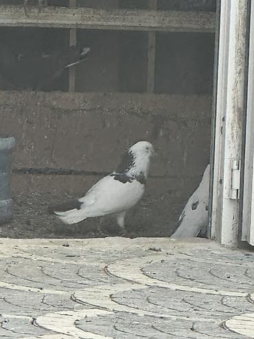 goyərclər: Damğalı göyərçinlər – dekorativ və uçuş üçün - Rənglər: ağ, qara-ağ — 6