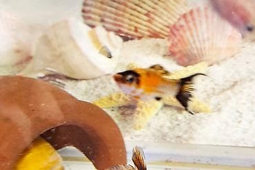 Quşlar: Molinezi, Sülhsevər — 3