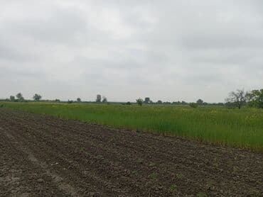 Kənd təsərrüfatı, Maklerlər narahat etməsin, Kupça (Çıxarış)