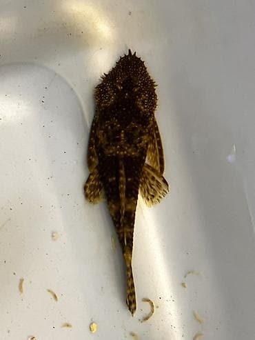 Аквариумные аксессуары и принадлежности: Akvarium balığı – Hypostomus plecostomus (bristlenose/“sucker” tipli — 2