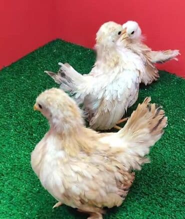 dovwan satiwi: Toyuq, Damazlıq — 2