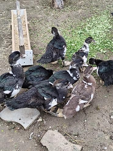 Pişiklər: Digər quşlar — 2