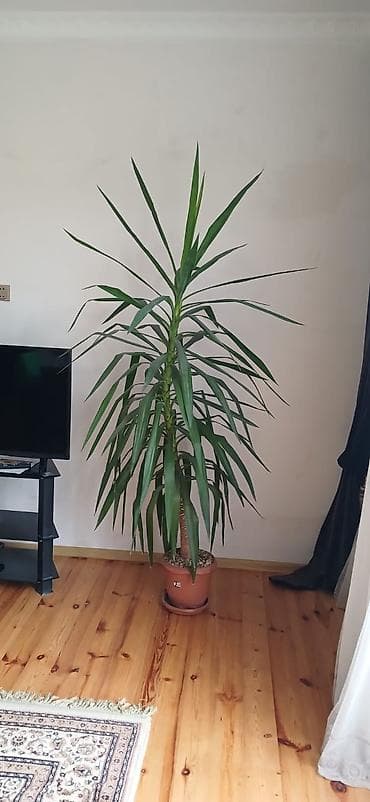 ev bitkiləri: Yuka (Yucca elephantipes) otaq bitkisi - Növ: Dekorativ, tropik — 2
