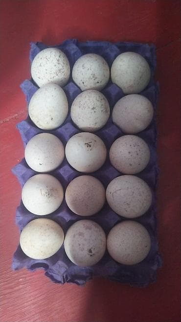 nomre 1 corek: Məhsul: HINDUŞKA YUMURTASI AMEKAN BRONZ CINSI OZ HEYATIMDAN DI ALVERCI — 1