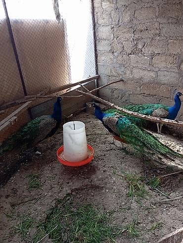 bülbül quşu haqqında məlumat: Məhsul: Hind tovusu (tovus quşları) Təsvir: - Saxlanılan növ: Mavi — 2