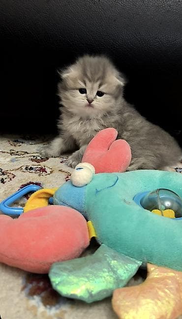 haski bala: Tam sağlam və toppuş bala . Dişidir. qum tərbiyəsi var. Ana və ata — 1