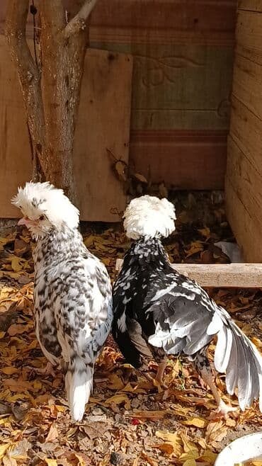 hinduşqa yumurtası: Toyuq, Yumurtalıq — 3