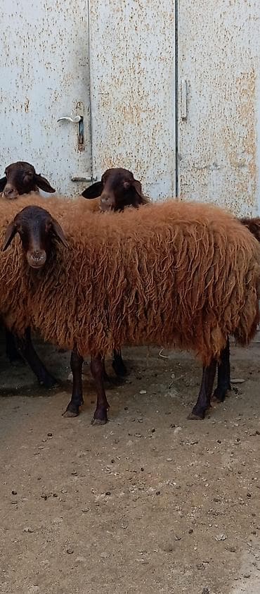 xarici it adlari: Salam ünvan Bakıin maştağa kendi obşi 7 baş heyvanlar 2 baş ana-bala 3 — 8