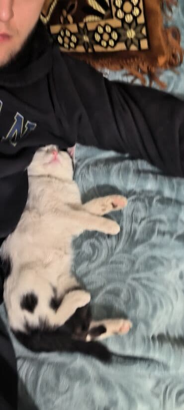 ucuz pisik satisi: Erkək, Yaxşı əllərə — 6