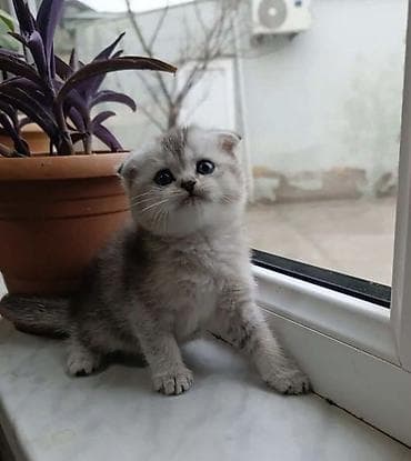 pişik baytarı: Şotland, Erkək, Ünvandan götürmə — 1