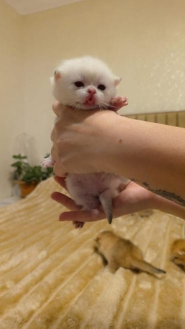 benqal pisiyi: Britan — 4