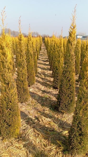 пластмассовый бак для воды купить: Her növ ağaclar ve dekarativ ağaclar çox ucuz ve qarantili gubresiz — 30