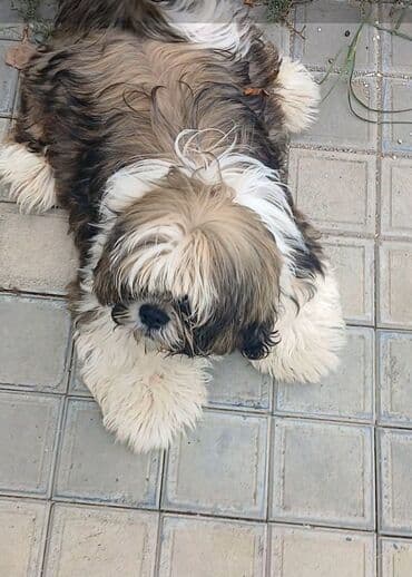 той пудель баку: Ши-тцу — 2