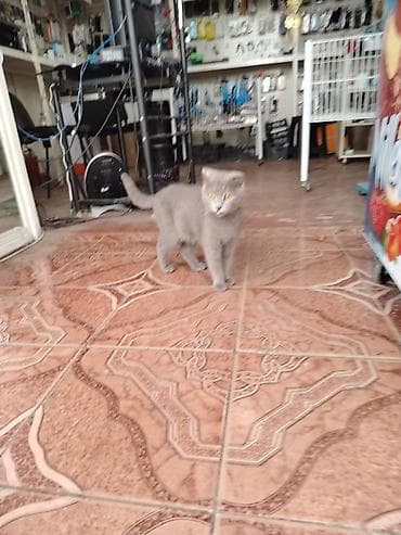 balaca it adlari: Britan, Dişi — 2